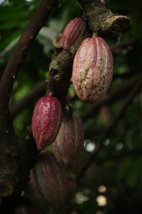 cacao pods