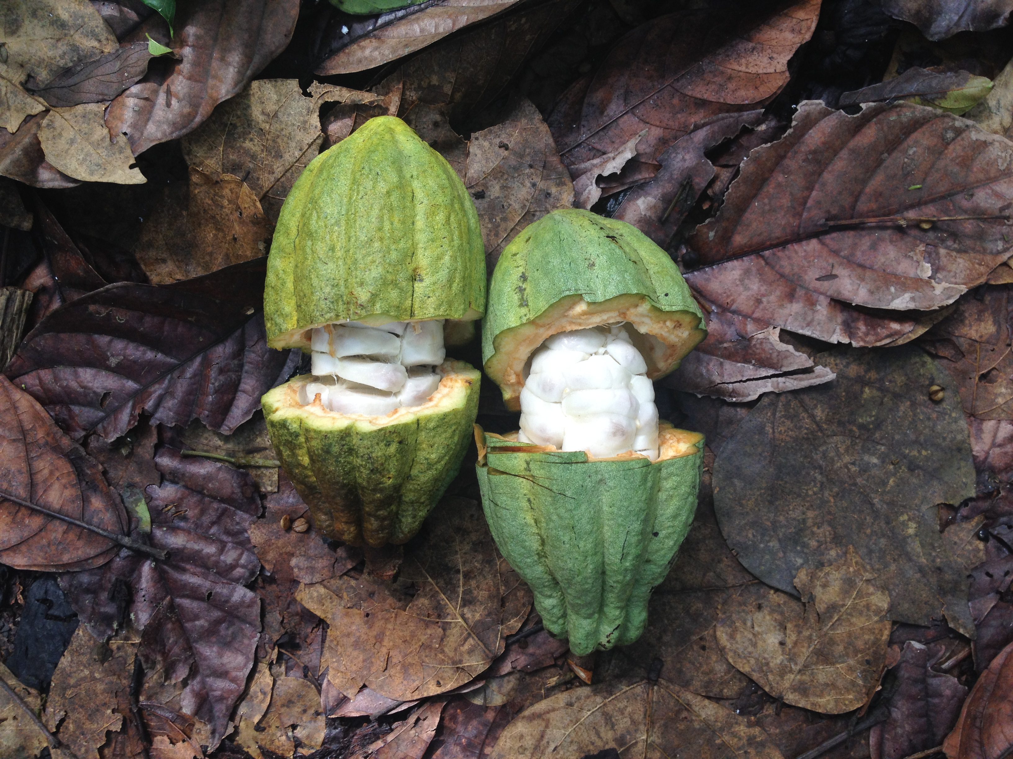 Criollo Cacao Pods